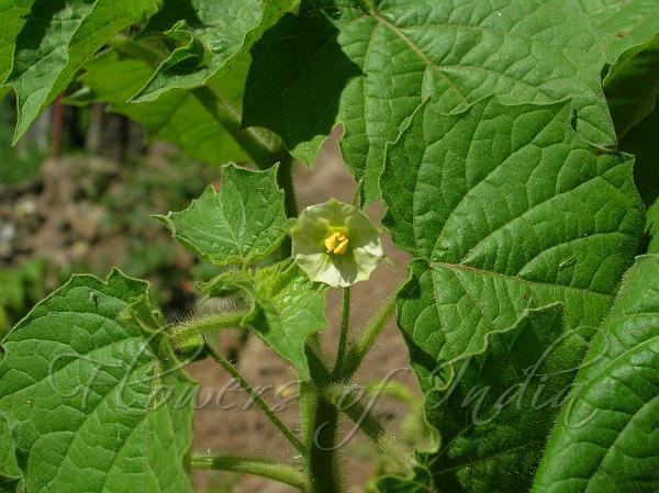 Physalis minima Physalis minima Ground Cherry