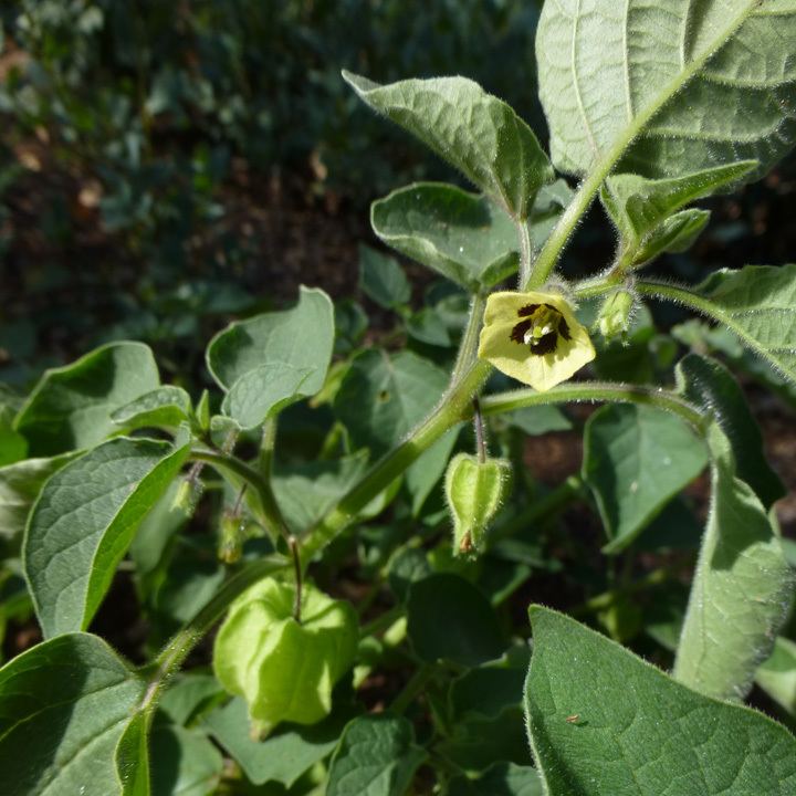 Physalis pubescens SEINet Arizona Chapter Physalis pubescens