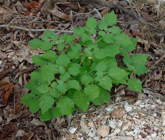 Physalis pubescens Physalis pubescens page