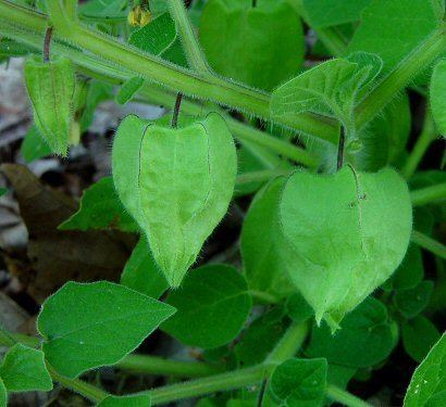 Physalis pubescens Physalis pubescens page