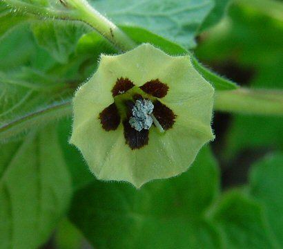 Physalis pubescens Physalis pubescens page