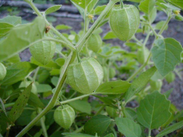 Physalis pubescens Downy Ground Cherry Physalis pubescens Guide to Kansas Plants