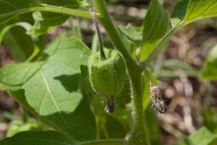 Physalis pubescens httpsnewfss3amazonawscomtaxonimages1000s1