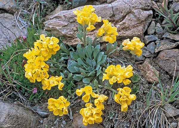 Physaria Colorado Physaria