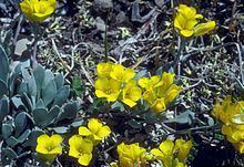 Physaria bellii httpsuploadwikimediaorgwikipediacommonsthu