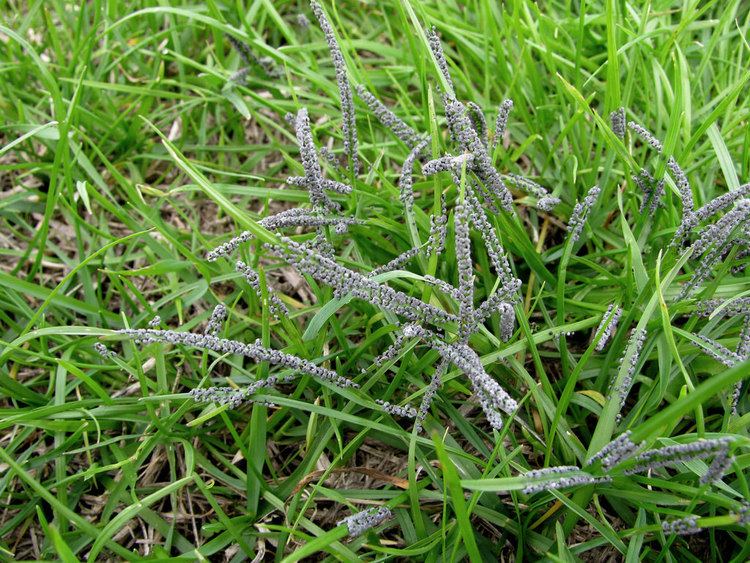 Physarum cinereum Fruiting bodies of slime mould Physarum cinereum In Mount Flickr