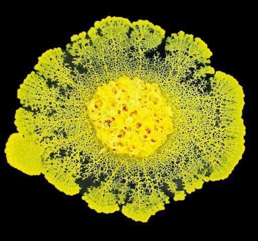 Physarum polycephalum Intelligent Brainless slime can 39learn39 study