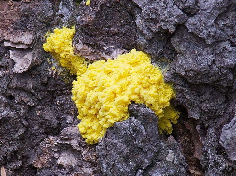 Physarum polycephalum Physarum polycephalum Slime mold
