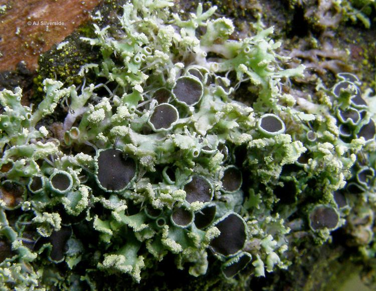 Physcia Physcia tenella images of British lichens