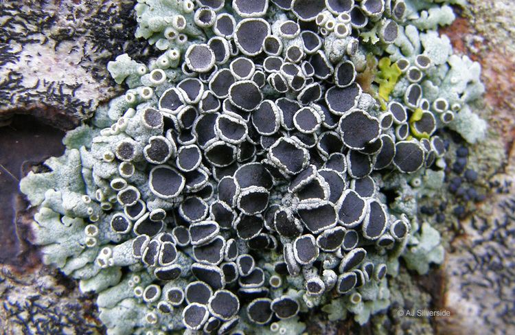 Physcia Physcia aipolia images of British lichens