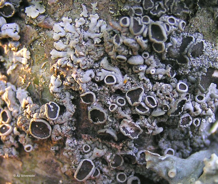 Physcia stellaris Physcia stellaris images of British lichens