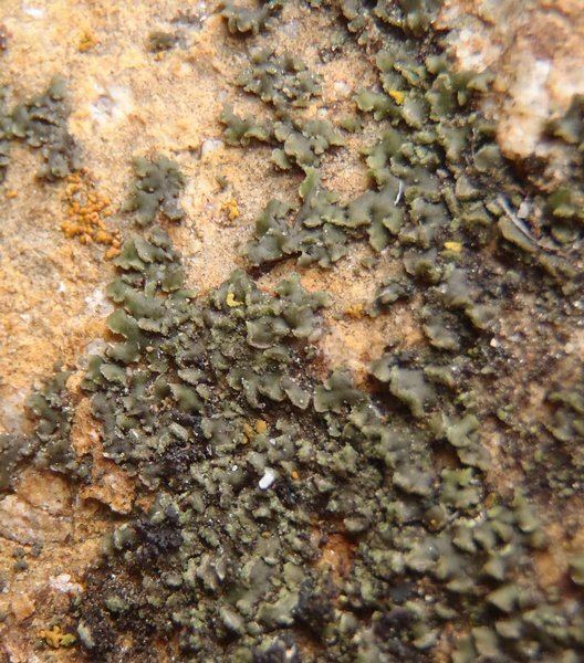 Physciella Ways of Enlichenment Lichens of North America