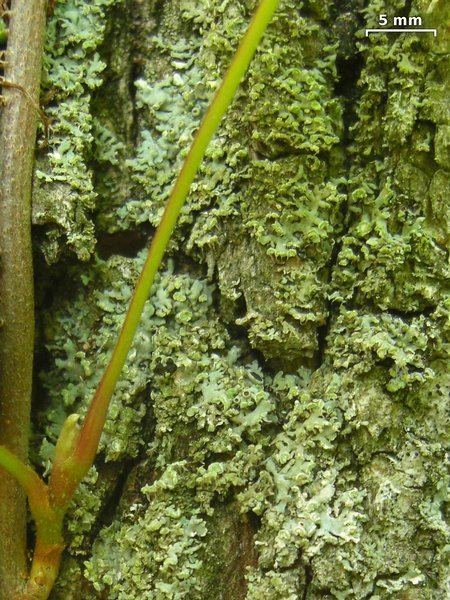 Physciella Ways of Enlichenment Lichens of North America