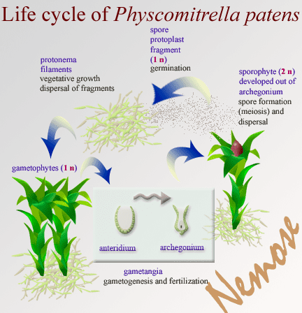 Physcomitrella Physcomitrella patens moss