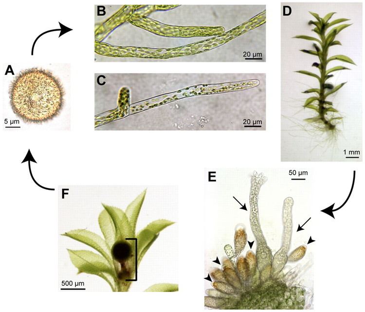 Physcomitrella patens Evolutionary crossroads in developmental biology Physcomitrella