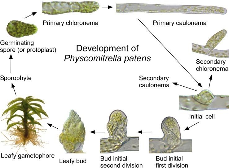 Physcomitrella patens Physcomitrella patens Developmental Biology Interactive