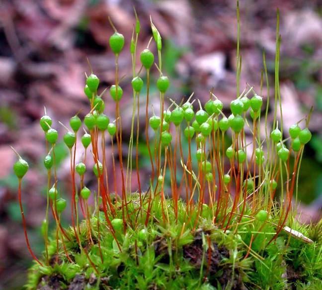 Physcomitrium Bryophytes mosses Physcomitrium pyriforme