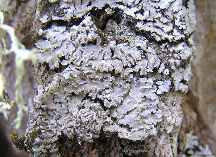 Physconia Physconia enteroxantha images of British lichens