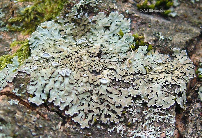Physconia Physconia distorta images of British lichens