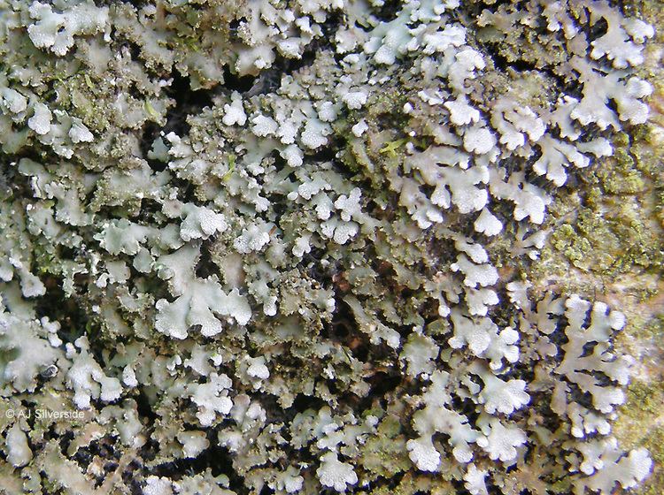 Physconia Physconia perisidiosa images of British lichens