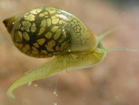 Physella acuta Identification and Ecology of Australian Freshwater Invertebrates