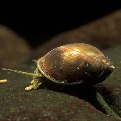 Physella Physella gyrina Say 1821 Tadpole bladder snail
