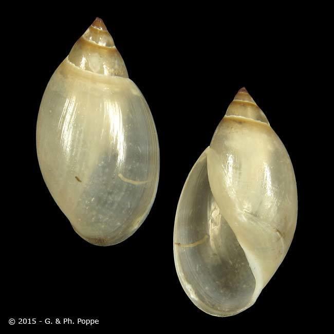 Physidae PHYSIDAE Aplexa marmorata ID805863 Shell Detail Shell