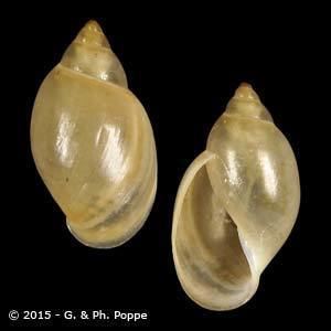 Physidae PHYSIDAE Shells For Sale Conchology Inc