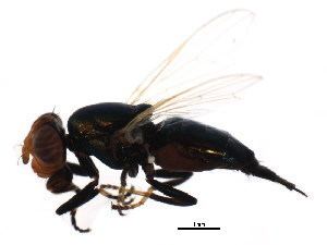 Physiphora BOLD Systems Taxonomy Browser Physiphora genus
