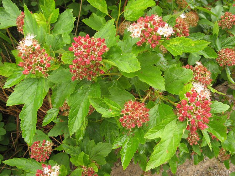 Physocarpus Physocarpus opulifolius Atlantic ninebark Go Botany