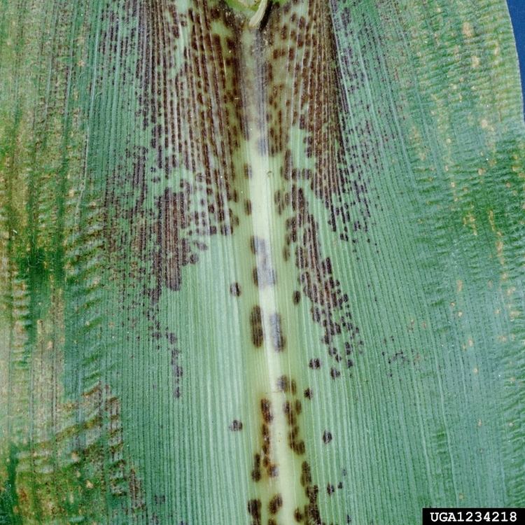 Physoderma Physoderma brown spot Stalk rot Physoderma maydis Pest Tracker