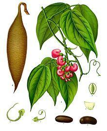 Physostigma venenosum httpsuploadwikimediaorgwikipediacommonsthu