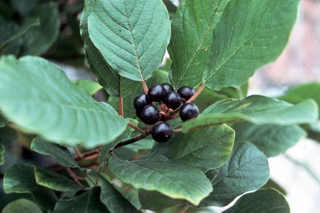 Physostigma venenosum Physostigma venenosum Health effects and herbal facts