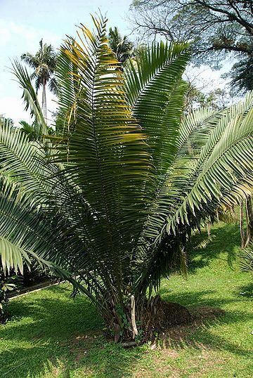 Phytelephas Phytelephas macrocarpa Palmpedia Palm Grower39s Guide