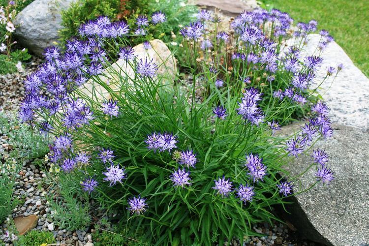 Phyteuma Plant of the Month for January 2016 Ontario Rock Garden amp Hardy