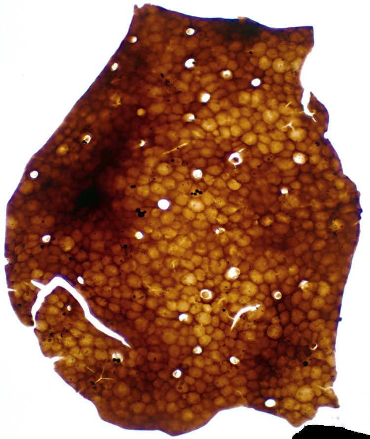 Phytoclast