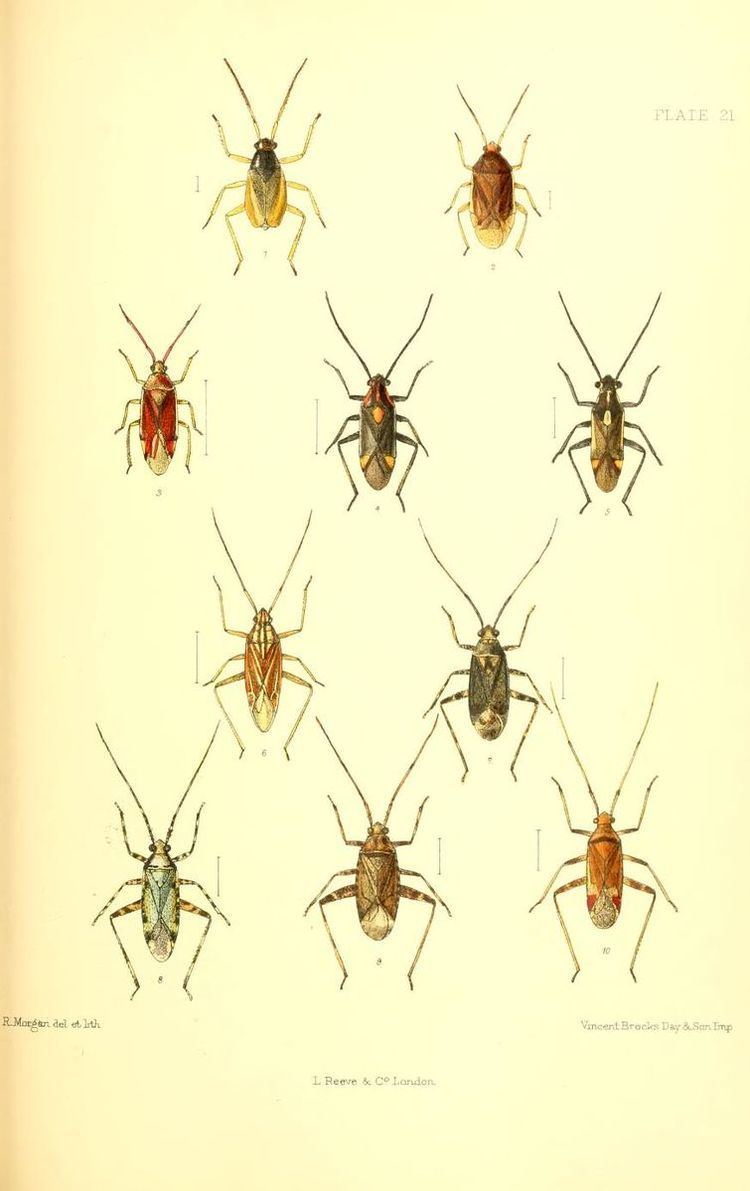Phytocoris populi