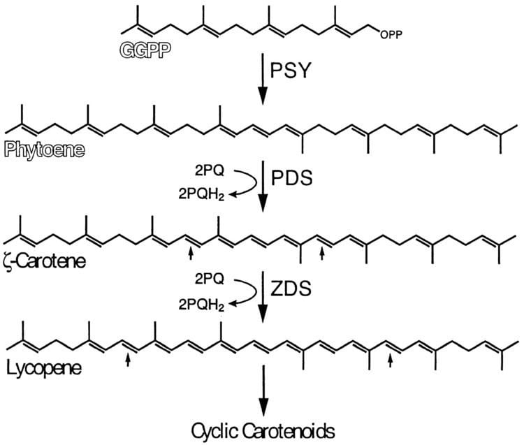 Phytoene White Mutants of Chlamydomonas reinhardtii Are Defective in Phytoene