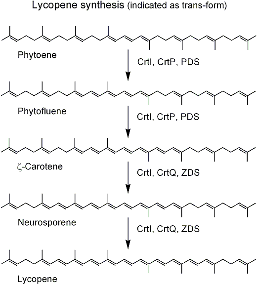 Phytoene LipidBank CarotenoidVCA1001