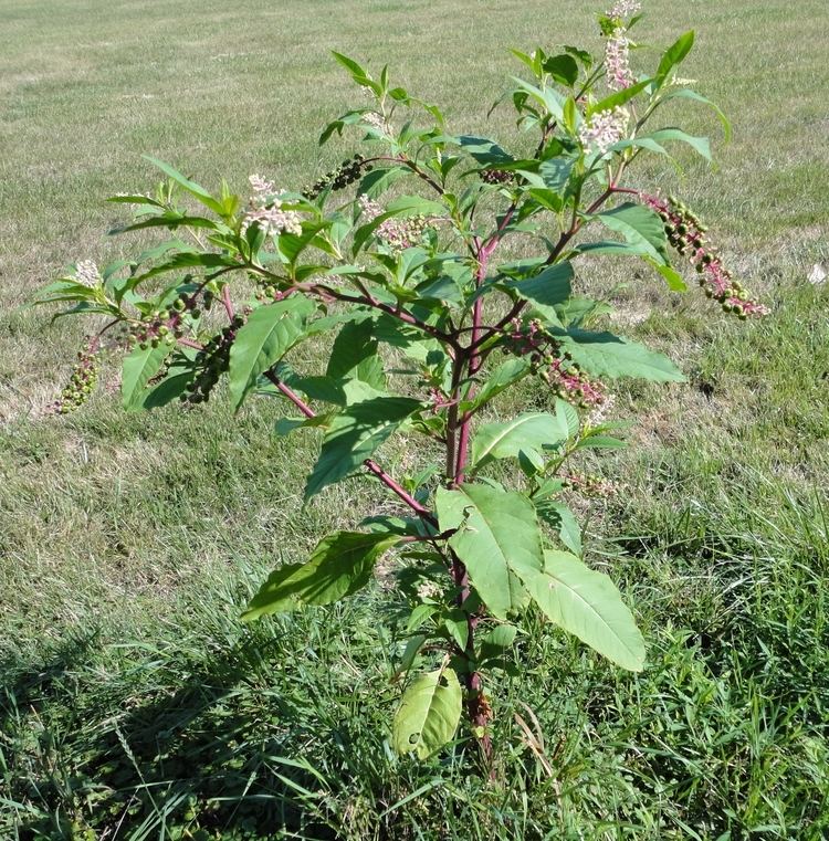 Phytolacca americana HorseDVM Toxic Plants for Horses Pokeweed