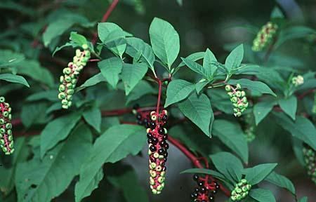 Phytolacca americana americana P rigida