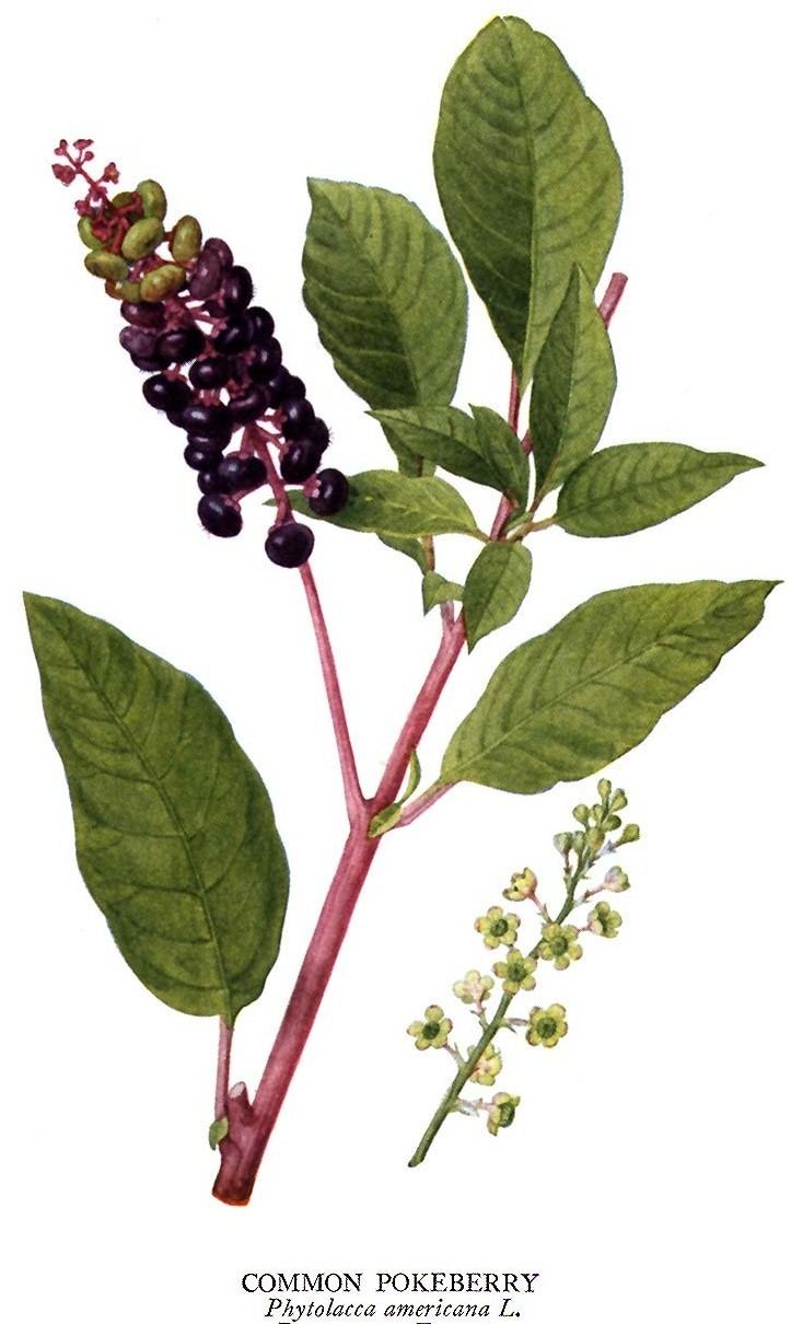 Phytolacca americana Growing Hermione39s Garden Phytolacca americana Pokeweed