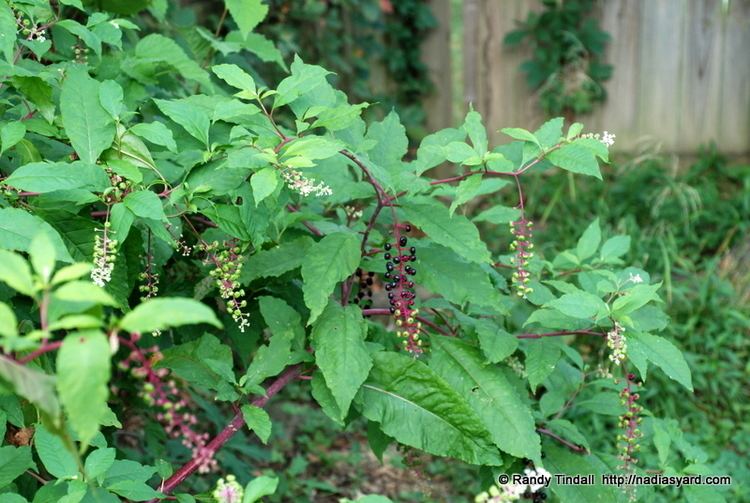 Phytolacca americana nadiasyardcomwpcontentuploads201108DSC0171jpg