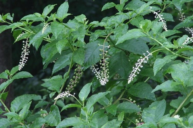 Phytolacca americana Phytolacca americana American pokeweed Go Botany