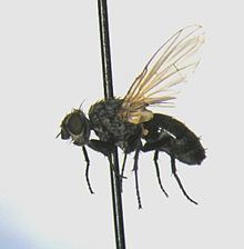 Phytomyptera httpsuploadwikimediaorgwikipediacommonsthu