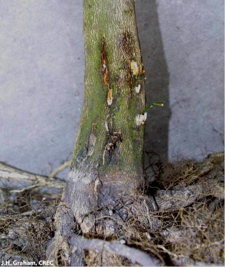 Phytophthora Fact Sheet Phytophthora Citrus Diseases