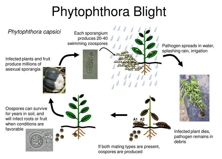 Phytophthora Phytophthora Blight Biology