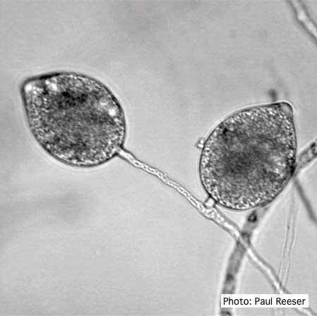 Phytophthora cactorum cactorum Forest Phytophthoras of the World