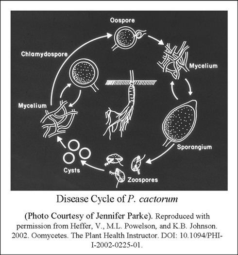 Phytophthora cactorum Phytophthora cactorum