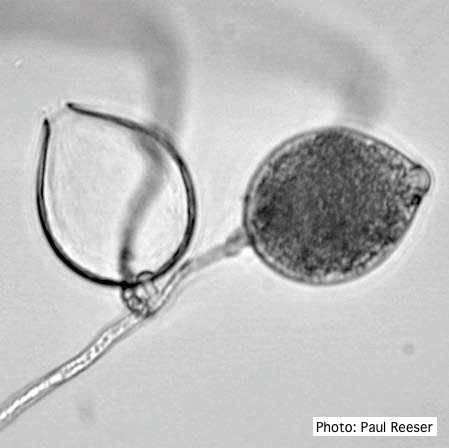 Phytophthora cactorum cactorum Forest Phytophthoras of the World